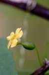 Creeping cucumber